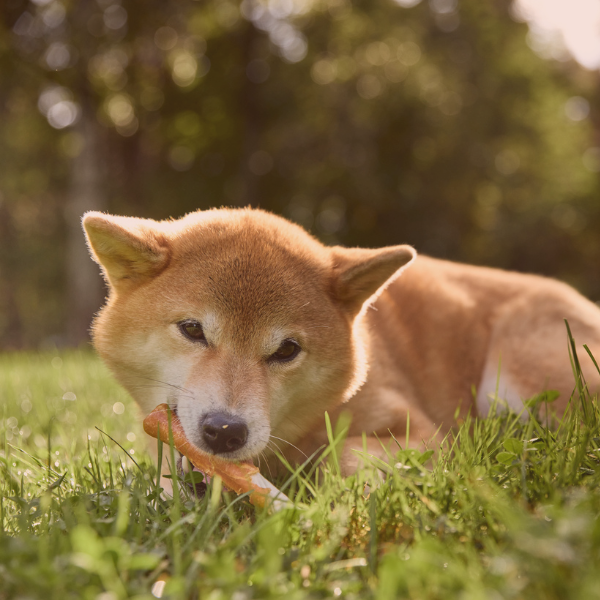 Petcare group hemsida